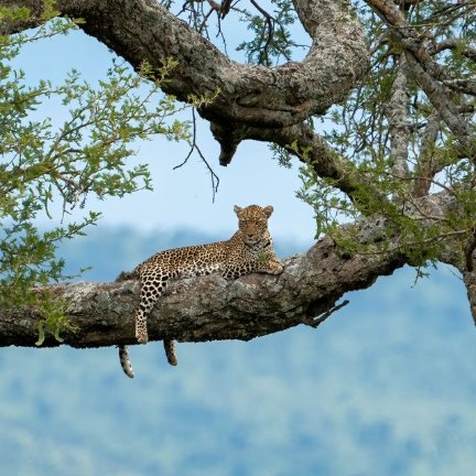 Murchison Falls National Park